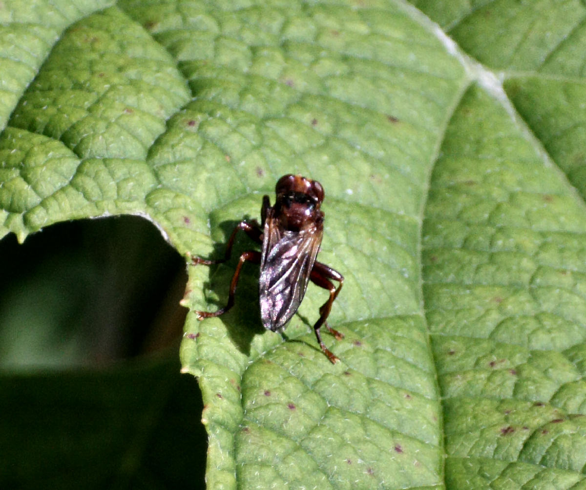 dittero rossiccio da  ID.